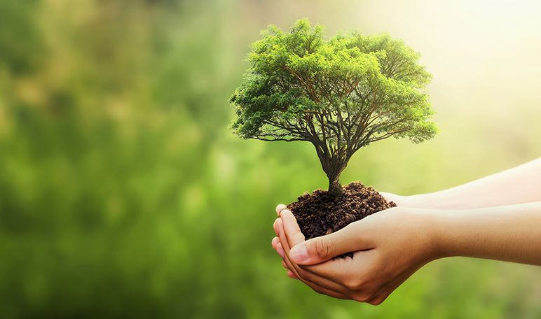 Manos sosteniendo un pequeño árbol con tierra